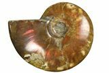 Red Flash Ammonite Fossil - Madagascar #187255-1